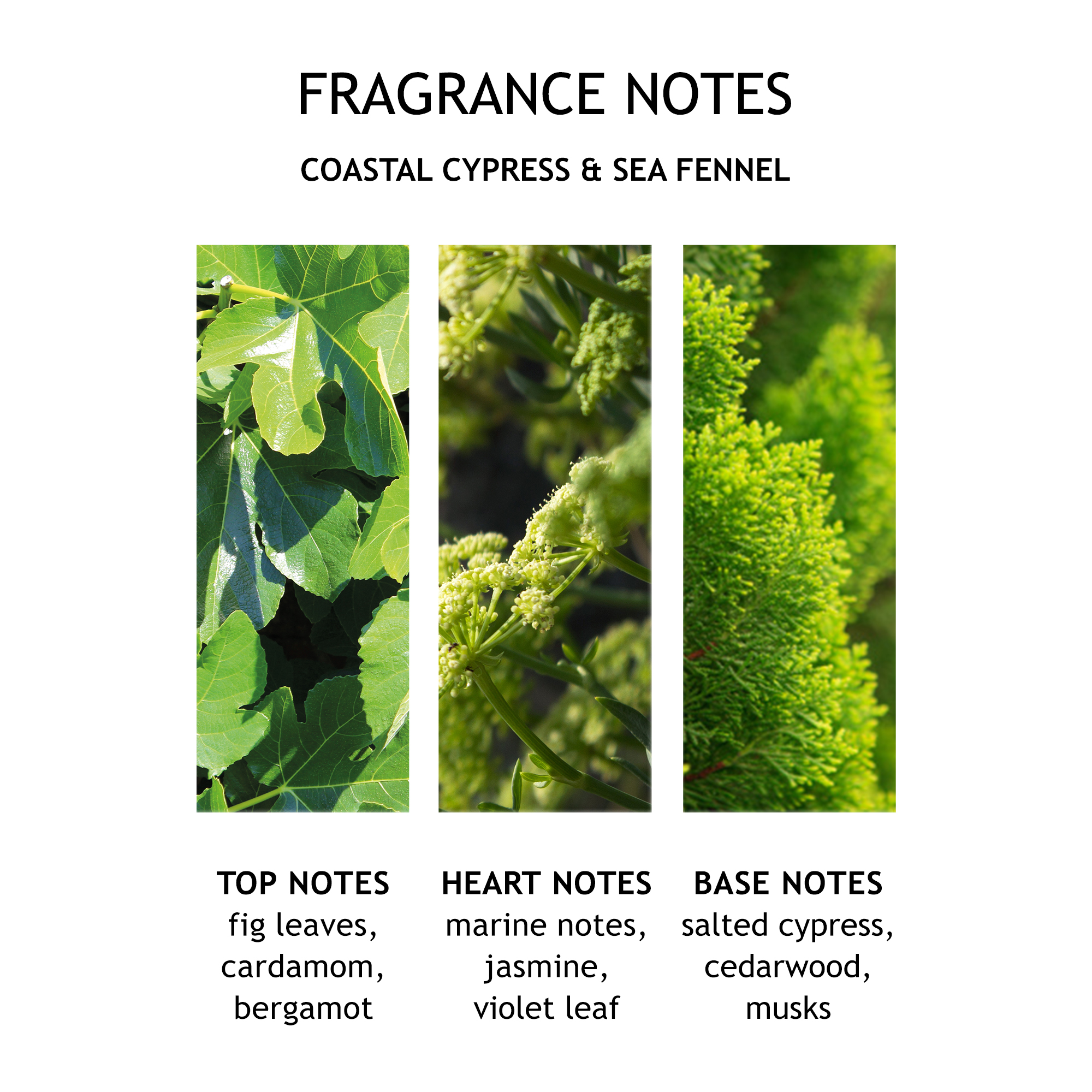 Molton Brown Coastal Cypress & Sea Fennel Body Lotion